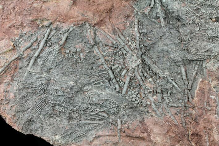 Moroccan Crinoid (Scyphocrinites) Plate #61214